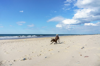 血统狗墨西哥冠毛犬狗xoloitzkuintli宠物狗海海滩宠物狗海海岸血统狗xoloitzkuintli墨西哥冠毛犬狗