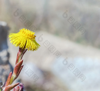 的黄色的花是大tussilago妈妈。和继母花盛开的黄色的野花的黄色的花是大tussilago妈妈。和继母花
