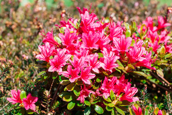 粉红色的<strong>杜鹃花</strong>花花园在春天