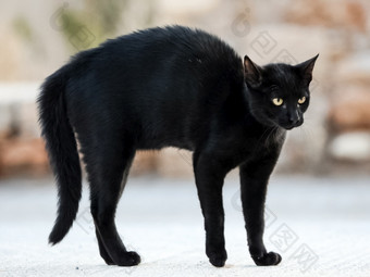 的<strong>黑色</strong>的猫是害怕和弯腰<strong>黑色</strong>的猫恐惧和侵略<strong>黑色</strong>的猫是害怕和弯腰<strong>黑色</strong>的猫恐惧和侵略