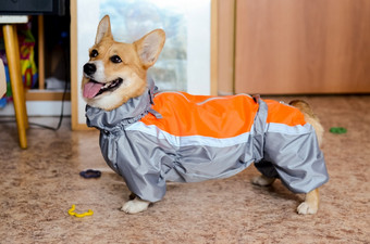 的狗他的衣服夹克为狗拟合衣服狗他的衣服夹克为狗拟合衣服