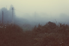 雾的森林多雾的早....森林神秘的大气