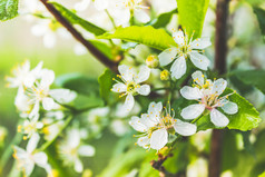 白色花苹果树春天森林的大气青年更新自然