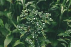 露水滴绿色叶子雨滴广泛的叶子黑暗森林