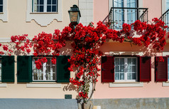 房子建传统的葡萄牙语体系结构和覆盖红色的叶子花属阿尔加夫葡萄牙房子建传统的葡萄牙语体系结构和覆盖红色的叶子花属阿尔加夫葡萄牙房子建传统的葡萄牙语体系结构和覆盖红色的叶子花属阿尔加夫葡萄牙