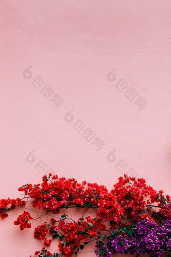 自然地中海粉红色的石头墙与红色的和紫色的叶子花属花美丽的背景与日落阴影自然地中海粉红色的石头墙与红色的和紫色的叶子花属花
