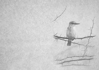 灰度黑色的和白色可折叠的卡图像brown-hooded翠鸟刺树分支皮革类型变形纸与标题和大文本区域