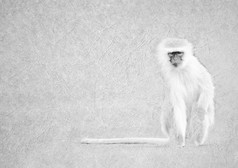 灰度黑色的和白色可折叠的卡图像vervet猴子与长尾巴皮革类型变形纸与标题和大文本区域