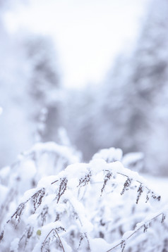 玩具房子自然自然背景真正的冷杉的雪概念冬天圣诞节新一年温暖的舒适的的城市空间为文本