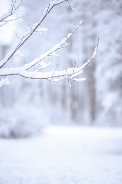 玩具房子包装温暖的围巾rsquo下雪自然自然背景真正的冷杉的雪健美的概念冬天圣诞节新一年温暖的舒适的的城市