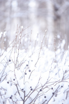 冬天背景与空间为文本的前景植物的雪的回来的冬天森林模糊
