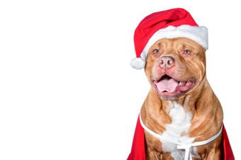 狗坑牛圣诞老人rsquo服装狗一年圣诞节卡工作室照片白色背景空间为文本狗坑牛圣诞老人rsquo服装狗一年圣诞节卡