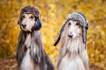 两个时尚的阿富汗猎犬狗有趣的皮毛帽子的背景的秋天森林概念衣服为动物时尚为狗