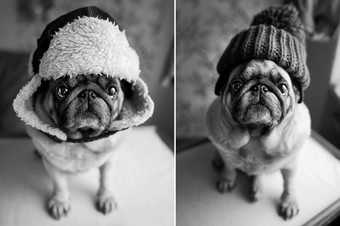 狗可爱的哈巴狗冬天他坐在看起来成的相机时尚的黑白肖像哈巴狗两个哈巴狗