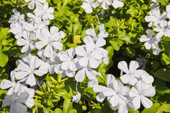 美丽的白色花盛开的的花园与早....阳光角石墨角leadwort蓝色的石墨花前视图特写镜头