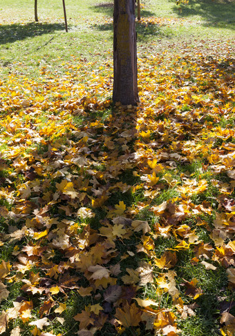 树树干日益增长的的秋天季节的草下降树叶从落叶树枫木桦木和其他树树干秋天