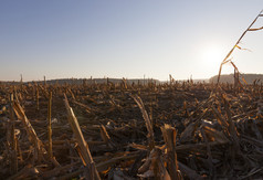 农业场碎秸后收获玉米秋天景观阳光明媚的天气日落农业场