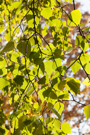 特写镜头绿色树叶桦木树秋天季节9<strong>月10月</strong>橙色树叶其他树的背景树叶桦木秋天