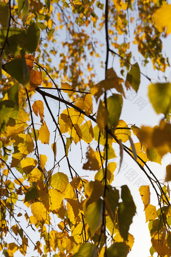 泛黄叶子的林登树的公园特写镜头照片那改变了的颜色的树叶秋天冷却泛黄叶子的林登树