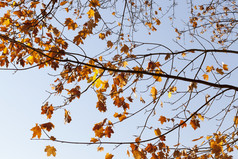 最后的干无趣的枫木叶子树分支机构中秋月11月10月下降枫木叶