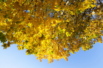 树与<strong>泛黄</strong>枫木叶子秋天季节的照片是采取关闭的背景一个可以看到的蓝色的天空早期秋天阳光<strong>泛黄</strong>枫木树的秋天