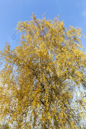 <strong>泛黄</strong>秋天桦木树叶在的季节拍摄的角的树顶的背景蓝色的天空<strong>泛黄</strong>叶子桦木