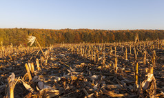 行玉米茎后收获字段的秋天季节在日落玉米的场