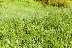 草地与绿色草不同的类型和花的夏天春天季节草地草