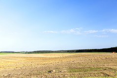 农业场哪一个使收获谷物小麦的场保持未使用的稻草的背景蓝色的天空照片风景农业场和蓝色的天空