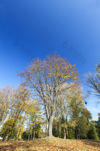 泛黄的叶子枫木树的秋天季节蓝色的天空的背景照片采取特写镜头泛黄枫木树秋天