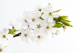 大花序白色樱桃花的春天季节光背景白色樱桃花