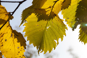 的<strong>泛黄</strong>树叶树的细节秋天和秋天气候变暖的<strong>泛黄</strong>树叶