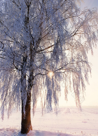 白雪覆盖的薄桦木分支机构后冬天降雪黄昏黎明的太阳美丽的景观导致积极的情绪冬天桦木雪日落