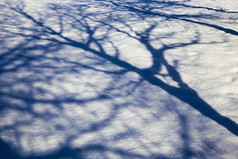 阳光照射的雪飘与的影子的分支机构树日益增长的附近的没有树叶硬木阳光照射的雪飘