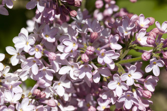 紫色的淡紫色花自然淡紫色花序自然背景春天一年盛开的紫罗兰色的淡紫色