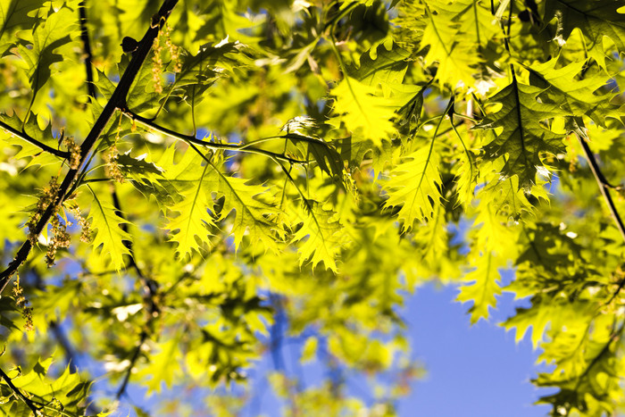 明亮的新鲜的橡木树叶的春天季节橡木后盛开