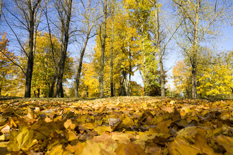 的最后的阳光明媚的天明亮的秋天天气的公园金和黄色的树叶树秋天叶秋天的地面和草是覆盖与下降叶子的最后的阳光明媚的天明亮的秋天