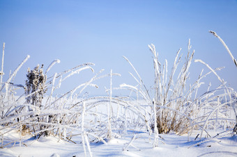 美丽的冬天景观与的路和其他植物下的雪冬天降雪阳光明媚的天气美丽的冬天图片美丽的冬天景观