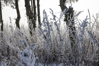 美丽的冬天景观与的路和其他植物下的雪冬天降雪阳光明媚的天气美丽的冬天图片美丽的冬天景观