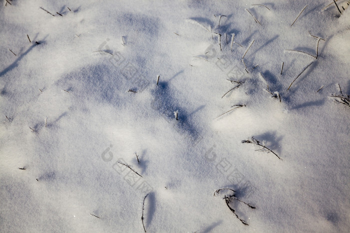 美丽的冬天特写镜头与的路和其他植物下的雪冬天降雪阳光明媚的天气美丽的冬天图片美丽的冬天特写镜头