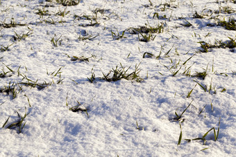 照片雪后降雪哪一个谎言的场冬天特写镜头小深度场层雪可以见过植物照片雪特写镜头
