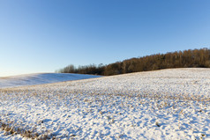 松树的冬天季节雪后降雪蓝色的天空和阳光明媚的一天冬天森林特写镜头