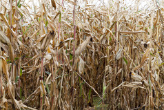 农业场哪一个生长成熟的黄色的玉米照片特写镜头秋天季节场成熟的玉米