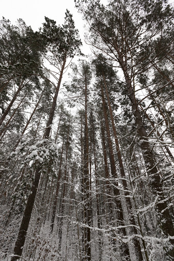 冬天景观与不同的类型树覆盖与白色雪和霜的冬天季节冷淡的<strong>一</strong>天后<strong>降</strong>雪冬天<strong>一</strong>天后<strong>降</strong>雪