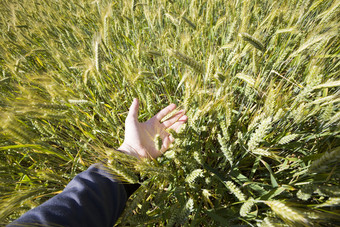 真正的有机绿色黑麦场与草叶片与农业场与高收益率东部欧洲黑麦日益增长的和不然而,成熟的真正的有机绿色黑麦