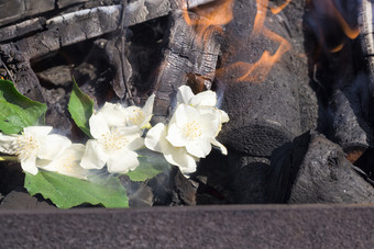 白色美丽的和香茉莉花花关闭在开花春天五月花自然烧火焰和火火燃烧树茉莉花花