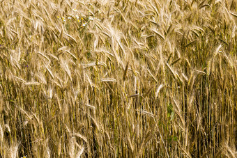 <strong>泛黄</strong>的小麦夏天场农业谷物那是几乎成熟的和准备好了为收获<strong>泛黄</strong>的小麦夏天
