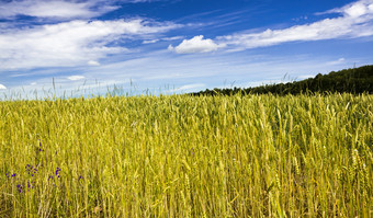 真正的有机绿色黑麦场与草叶片与农业场与高收益率东部欧洲黑麦日益增长的和不然而,成熟的真正的有机绿色黑麦