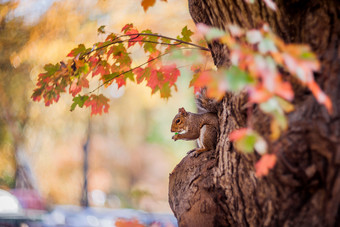 秋天松鼠秋天松鼠与黄金和红色的树叶