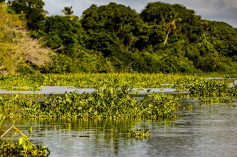 风景优美的浮动植物奥里诺科河河委内瑞拉一天风景优美的浮动植物奥里诺科河河委内瑞拉